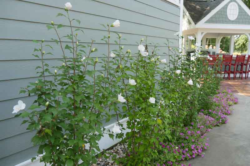 Hibiscus syriacus White Pillar, Rose of Sharon White Pillar, Shrub Althea White Pillar, Flowering Shrub, White flowers, White Hibiscus