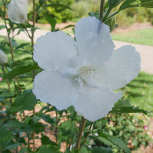 Hibiscus syriacus White Pillar, Rose of Sharon White Pillar, Shrub Althea White Pillar, Flowering Shrub, White flowers, White Hibiscus