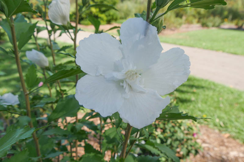 full grown white pillar rose of sharon