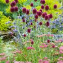 Plant Combinations, Flowerbeds Ideas, Summer Borders, Euphorbia Chacarias, Allium sphaerocephalon, Drumstick Allium, Eryngium x zabelii, Sea Holly, Achillea millefolium 'Cerise Queen'