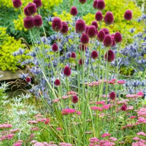 Plant Combinations, Flowerbeds Ideas, Summer Borders, Euphorbia Chacarias, Allium sphaerocephalon, Drumstick Allium, Eryngium x zabelii, Sea Holly, Achillea millefolium 'Cerise Queen'
