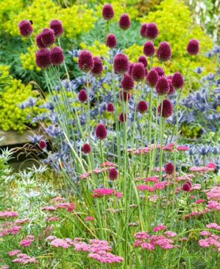 Plant Combinations, Flowerbeds Ideas, Summer Borders, Euphorbia Chacarias, Allium sphaerocephalon, Drumstick Allium, Eryngium x zabelii, Sea Holly, Achillea millefolium 'Cerise Queen'