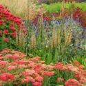 Garden Ideas, Border ideas, Perennial Planting, Perennial combination, Summer Borders, Fall Borders, Monarda, Bee Balm, Achillea 'Fanal', Monarda 'Gardenview Scarlet', Echinops ritro 'Veitch's Blue', Digitalis ferruginea, Agapanthus, Cotinus
