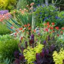Plant Combinations, Flowerbeds Ideas, Spring Borders, Summer Borders, Geum Mrs Bradshaw, Avens,Aquilegia Crimson Star, Yucca gloriosa Variegata, Centaurea, Atriplex, Golden Feverfew, Sedum Autumn Charm