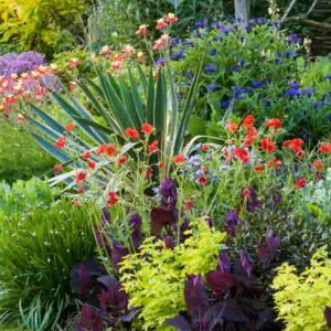 Plant Combinations, Flowerbeds Ideas, Spring Borders, Summer Borders, Geum Mrs Bradshaw, Avens,Aquilegia Crimson Star, Yucca gloriosa Variegata, Centaurea, Atriplex, Golden Feverfew, Sedum Autumn Charm