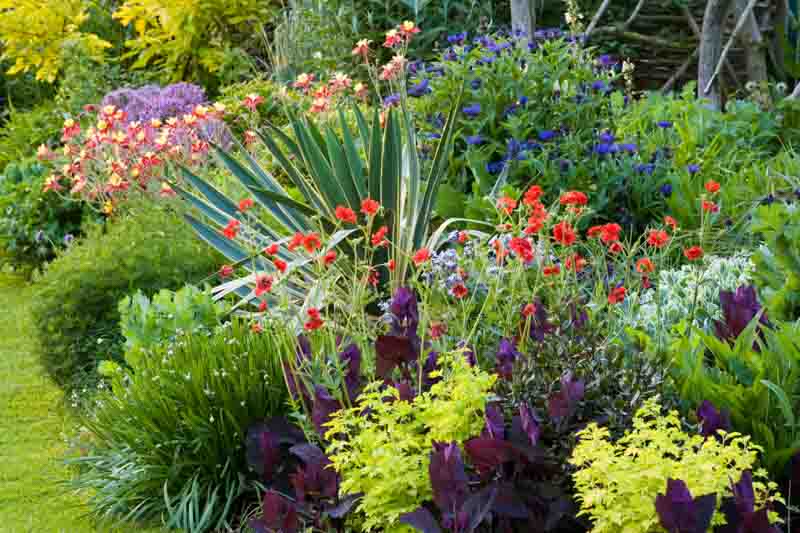 Plant Combinations, Flowerbeds Ideas, Spring Borders, Summer Borders, Geum Mrs Bradshaw, Avens,Aquilegia Crimson Star, Yucca gloriosa Variegata, Centaurea, Atriplex, Golden Feverfew, Sedum Autumn Charm
