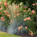 Garden Ideas, Border ideas, Perennial Planting, Perennial combination, Summer Border, Achillea 'Fanal', Achillea The Beacon, Festuca Glauca, Blue Fescue, Achillea Strawberry Seduction, Achillea Red Velvet
