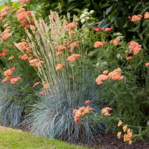 Garden Ideas, Border ideas, Perennial Planting, Perennial combination, Summer Border, Achillea 'Fanal', Achillea The Beacon, Festuca Glauca, Blue Fescue, Achillea Strawberry Seduction, Achillea Red Velvet