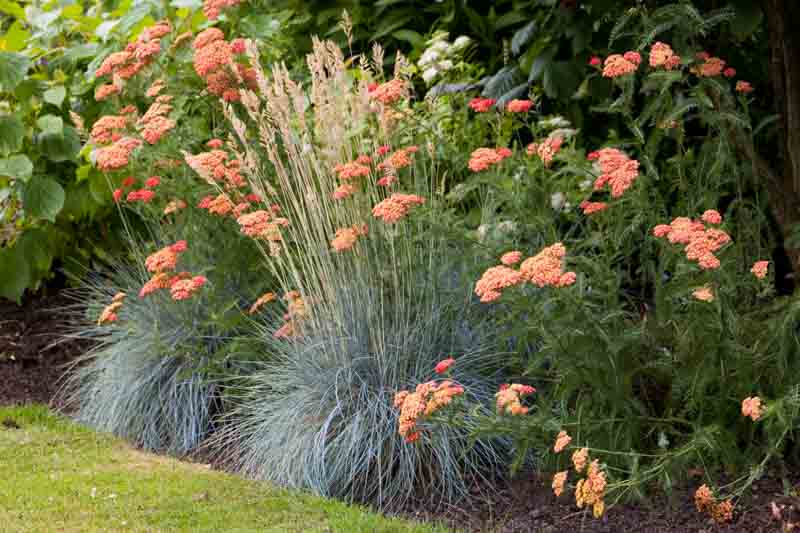 Garden Ideas, Border ideas, Perennial Planting, Perennial combination, Summer Border, Achillea 'Fanal', Achillea The Beacon, Festuca Glauca, Blue Fescue, Achillea Strawberry Seduction, Achillea Red Velvet