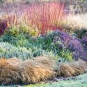 Garden ideas, Border ideas, Plant Combinations, Flowerbeds Ideas, Fall borders, Winter Borders, Dogwood sibirica, Cornus alba 'Sibirica', Erica carnea, Euonymus fortunei 'Emerald 'n' Gold', Hakonechloa macra