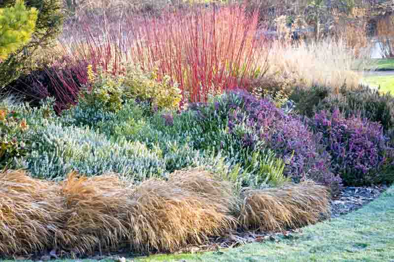 Garden ideas, Border ideas, Plant Combinations, Flowerbeds Ideas, Fall borders, Winter Borders, Dogwood sibirica, Cornus alba 'Sibirica', Erica carnea, Euonymus fortunei 'Emerald 'n' Gold', Hakonechloa macra