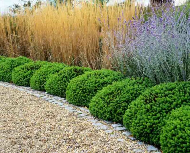 Garden Ideas, Landscaping ideas, Hedges ideas, Plant combination ideas, Borders ideas, Perennial combinations, Russian Sage, Shrubby Veronica, Hebe, Hebe Rakaiensis, Stipa Gigantea, Giant Feather Grass, Driveway