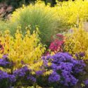 Garden ideas, Border ideas, Plant Combinations, Flowerbeds Ideas, Fall borders, Asters, Dogwood Midwinter Fire, New England Aster, Italian Aster, Miscanthus Morning Light
