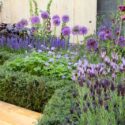 Perennial Combinations, Plant Combinations, Flowerbeds Ideas, Summer Borders, Lavandula 'Helmsdale', Allium Purple sensation, Digitalis purpurea albiflora, Salvia 'Caradonna', Anchusa azurea 'Opal', Cirsium rivulare 'Atropurpur