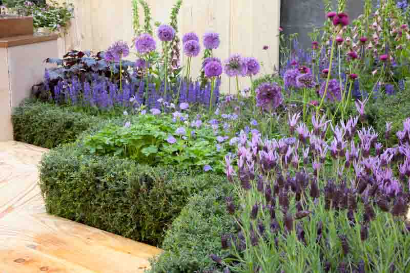 Perennial Combinations, Plant Combinations, Flowerbeds Ideas, Summer Borders, Lavandula 'Helmsdale', Allium Purple sensation, Digitalis purpurea albiflora, Salvia 'Caradonna', Anchusa azurea 'Opal', Cirsium rivulare 'Atropurpur