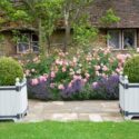 Garden ideas, Border ideas, Path Ideas, Hedge Ideas, Lavender Hidcote, Rose Bonica, Lavandula angustifolia Hidcote, Rosa 'Bonica', Garden Path, Lavender Hedge, Roses for hedges, Rosa 'Demon', Rosa 'Bonica '82', Rosa 'Meidomonac', Floribunda Rose 'Bonica',