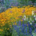 Garden Ideas, Border ideas, Perennial Planting, Perennial combination, Antirrhinum majus, Snapdragons, Rudbeckia 'Goldsturm', Salvia 'Mystic Spires Blue', Salvia farinacea, Verbena bonariensis, summer borders
