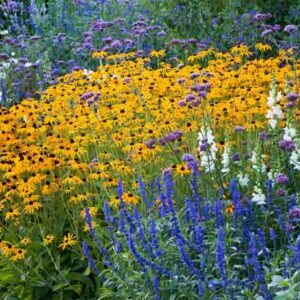 Garden Ideas, Border ideas, Perennial Planting, Perennial combination, Antirrhinum majus, Snapdragons, Rudbeckia 'Goldsturm', Salvia 'Mystic Spires Blue', Salvia farinacea, Verbena bonariensis, summer borders