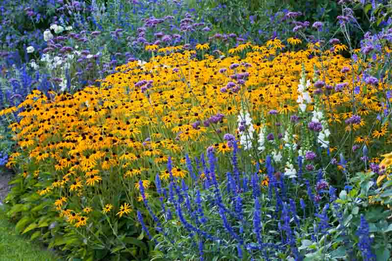 Garden Ideas, Border ideas, Perennial Planting, Perennial combination, Antirrhinum majus, Snapdragons, Rudbeckia 'Goldsturm', Salvia 'Mystic Spires Blue', Salvia farinacea, Verbena bonariensis, summer borders