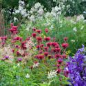 Garden Ideas, Border ideas, Perennial Planting, Perennial combination, Summer Borders, Fall Borders, Monarda, Bee Balm, Calamagrostis x acutiflora, Artemisia Lactiflora, Monarda didyma 'Squaw', Thalictrum rochebrunianum, Clematis 'The President'
