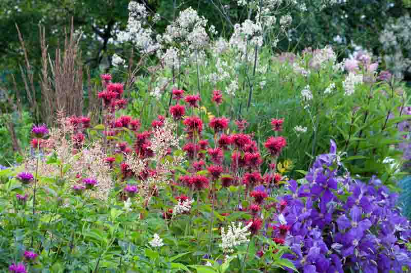 Garden Ideas, Border ideas, Perennial Planting, Perennial combination, Summer Borders, Fall Borders, Monarda, Bee Balm, Calamagrostis x acutiflora, Artemisia Lactiflora, Monarda didyma 'Squaw', Thalictrum rochebrunianum, Clematis 'The President'