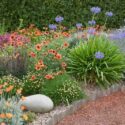Perennial Combinations, Plant Combinations, Flowerbeds Ideas, Summer Borders, Mediterranean Borders, arctotis, agapanthus, salvia nemorosa,Lavandula angustifolia, Santolina pinnata, Gaillardia, Coreopsis verticillata Moonbeam, Crocosmia
