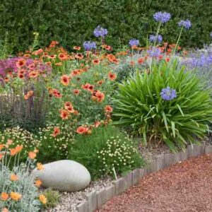 Perennial Combinations, Plant Combinations, Flowerbeds Ideas, Summer Borders, Mediterranean Borders, arctotis, agapanthus, salvia nemorosa,Lavandula angustifolia, Santolina pinnata, Gaillardia, Coreopsis verticillata Moonbeam, Crocosmia