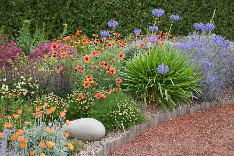 Perennial Combinations, Plant Combinations, Flowerbeds Ideas, Summer Borders, Mediterranean Borders, arctotis, agapanthus, salvia nemorosa,Lavandula angustifolia, Santolina pinnata, Gaillardia, Coreopsis verticillata Moonbeam, Crocosmia