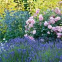 Plant Combinations, Flowerbeds Ideas, Summer Borders, Fragrant Borders, Rose 'Felicia', Eryngium zabellii 'Big Blue', Lavandula angustifolia 'Lavenite Petite', Dianthus 'Mrs Sinkins', Dianthus Memories, Sea Holly Big Blue, Eryngium Big Blue, Lavender Lave