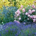 Lavender: How to Grow and Care for Your Plant Year-Round