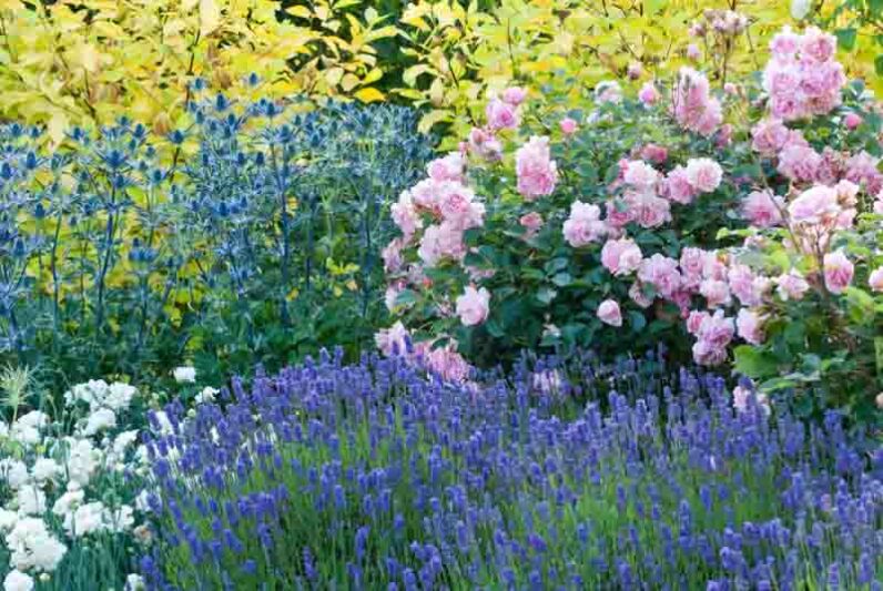 Plant Combinations, Flowerbeds Ideas, Summer Borders, Fragrant Borders, Rose 'Felicia', Eryngium zabellii 'Big Blue', Lavandula angustifolia 'Lavenite Petite', Dianthus 'Mrs Sinkins', Dianthus Memories, Sea Holly Big Blue, Eryngium Big Blue, Lavender Lave