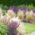 Garden Ideas, Border ideas, Perennial Planting, Perennial combination, Summer border, Fall Border, Grass Border, Salvia Nemorosa, Stipa, Stipa Tenuissima, salvia Mainacht, Salvie Caradonna, Salvia Amethyst