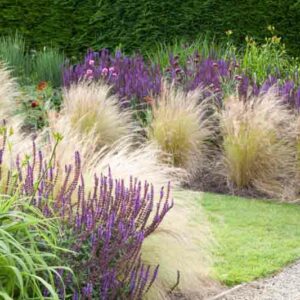 Garden Ideas, Border ideas, Perennial Planting, Perennial combination, Summer border, Fall Border, Grass Border, Salvia Nemorosa, Stipa, Stipa Tenuissima, salvia Mainacht, Salvie Caradonna, Salvia Amethyst