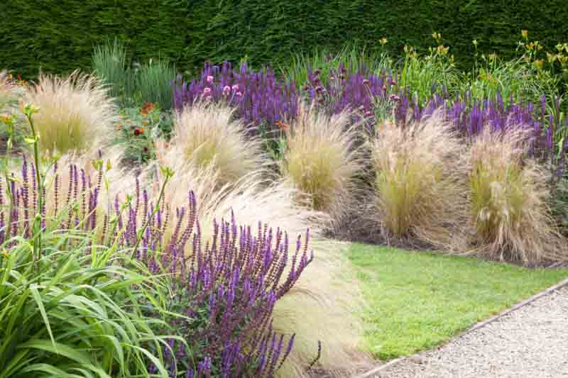 Garden Ideas, Border ideas, Perennial Planting, Perennial combination, Summer border, Fall Border, Grass Border, Salvia Nemorosa, Stipa, Stipa Tenuissima, salvia Mainacht, Salvie Caradonna, Salvia Amethyst