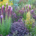 Garden Ideas, Border ideas, Perennial Planting, Perennial combination, Summer Borders, Fall Borders, Heliopsis 'Asahi', Sedum 'Karfunkelstein', Origanum 'Rosenkuppel, Liatris spicata