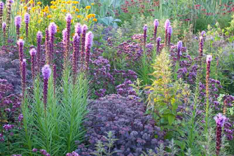 Garden Ideas, Border ideas, Perennial Planting, Perennial combination, Summer Borders, Fall Borders, Heliopsis 'Asahi', Sedum 'Karfunkelstein', Origanum 'Rosenkuppel, Liatris spicata