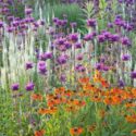 Garden Ideas, Border ideas, Perennial Planting, Perennial combination, Sneezeweed Waltraut, Helenium Waltraut, Monarda, Bee Balm, Culver's Root, Veronicastrum Virginicum, Late summer perennial