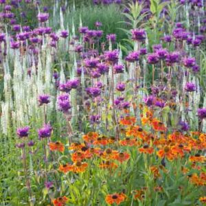 Garden Ideas, Border ideas, Perennial Planting, Perennial combination, Sneezeweed Waltraut, Helenium Waltraut, Monarda, Bee Balm, Culver's Root, Veronicastrum Virginicum, Late summer perennial