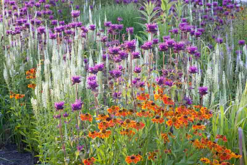 Garden Ideas, Border ideas, Perennial Planting, Perennial combination, Sneezeweed Waltraut, Helenium Waltraut, Monarda, Bee Balm, Culver's Root, Veronicastrum Virginicum, Late summer perennial