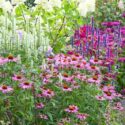 Garden Ideas, Border ideas, Perennial Planting, Perennial combination, Summer Borders, Fall Borders, Monarda, Bee Balm, Echinacea purpurea, Purple Coneflower, Agastache, Anise Hyssop, Sedum Autumn Joy, Agastache 'Black Adder', Monarda 'Vintage Vine', Agas