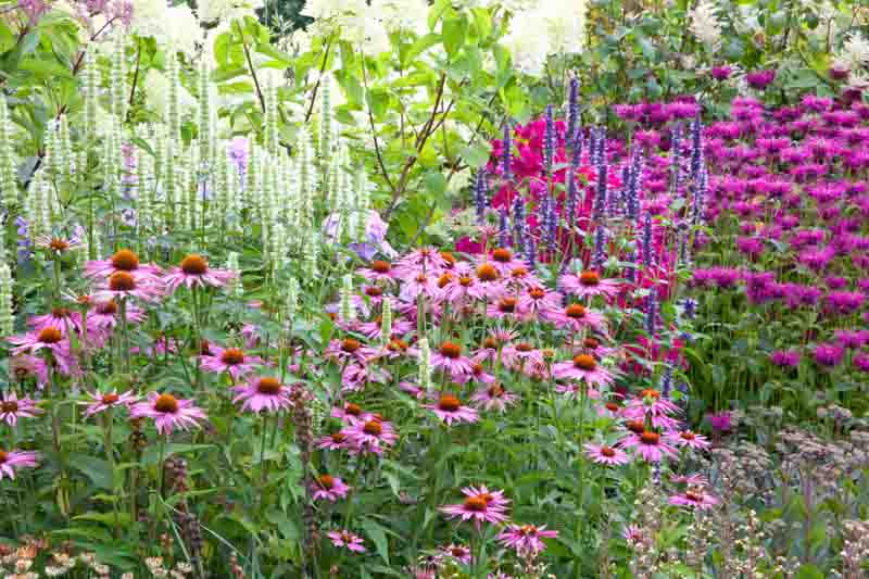 Garden Ideas, Border ideas, Perennial Planting, Perennial combination, Summer Borders, Fall Borders, Monarda, Bee Balm, Echinacea purpurea, Purple Coneflower, Agastache, Anise Hyssop, Sedum Autumn Joy, Agastache 'Black Adder', Monarda 'Vintage Vine', Agas