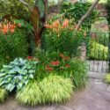 Garden Ideas, Perennial Planting, Perennial combination, Summer Borders, Fall Borders, Hakonechloa, Hosta June, Tiger Lilies, Lilium Tigrinum, hemerocallis Crimson Pirate