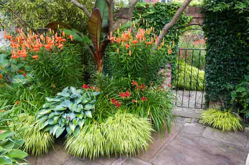 Garden Ideas, Perennial Planting, Perennial combination, Summer Borders, Fall Borders, Hakonechloa, Hosta June, Tiger Lilies, Lilium Tigrinum, hemerocallis Crimson Pirate