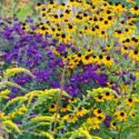 Garden ideas, Border ideas, Plant Combinations, Flowerbeds Ideas, Summer Borders, Fall borders, Asters, New England Aster, Rudbeckia Triloba, Solidago rugosa, Goldenrod Fireworks, Solidago 'Fireworks'