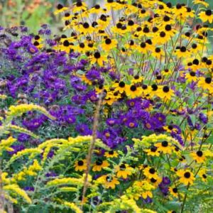Garden ideas, Border ideas, Plant Combinations, Flowerbeds Ideas, Summer Borders, Fall borders, Asters, New England Aster, Rudbeckia Triloba, Solidago rugosa, Goldenrod Fireworks, Solidago 'Fireworks'