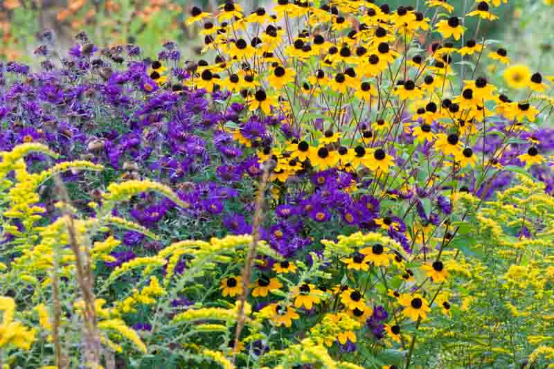 Garden ideas, Border ideas, Plant Combinations, Flowerbeds Ideas, Summer Borders, Fall borders, Asters, New England Aster, Rudbeckia Triloba, Solidago rugosa, Goldenrod Fireworks, Solidago 'Fireworks'