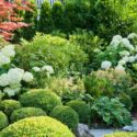 Garden Ideas, Border ideas, Perennial Planting, Perennial combination, Spring Borders, Summer Borders, Fall Borders, Shade gardens, Bxwood, Buxus, Hydrangea Annabelle, Astilbe, Hosta