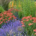 Garden Ideas, Border ideas, Perennial Planting, Perennial combination, Summer Border, Achillea 'Red Velvet', Anthemis 'E.C. Buxton', Agastache 'Black Adder', Sanguisorba obtusa, Stipa calamagrostis, Japanese Burnet, Spear grass
