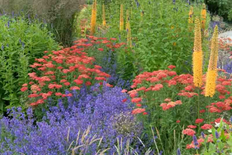Garden Ideas, Border ideas, Perennial Planting, Perennial combination, Summer Border, Achillea 'Red Velvet', Anthemis 'E.C. Buxton', Agastache 'Black Adder', Sanguisorba obtusa, Stipa calamagrostis, Japanese Burnet, Spear grass