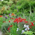 Plant Combinations, Flowerbeds Ideas, Spring Borders, Summer Borders, Allium Purple Sensation,Papaver commutatum, bearded Iris, Lychnis coronaria, Digitalis purpurea Pam's Choice, Angelica archangelica